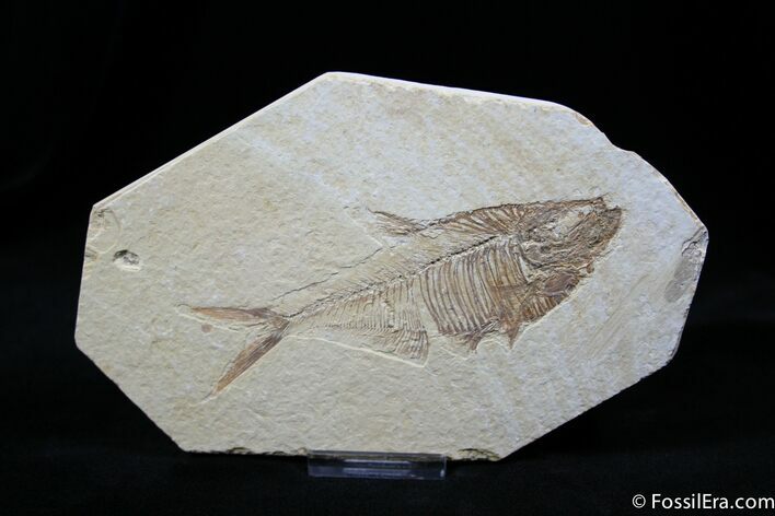 Fossil Fish Diplomystus dentatus Inches #808